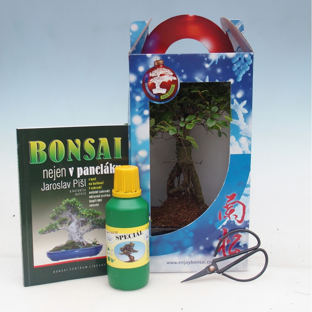 Ulmus parvifolia - Olmo chino