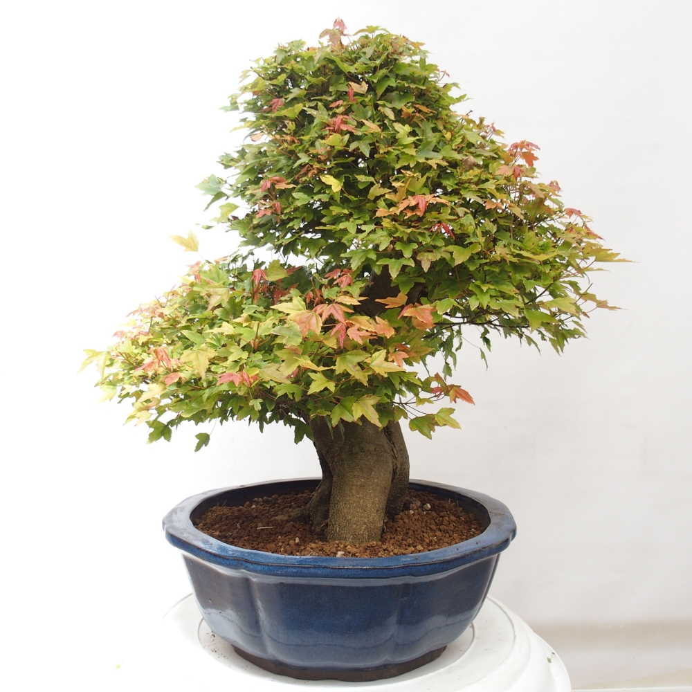 Bonsai de exterior - Acer Buergerianum - Arce hamburgués