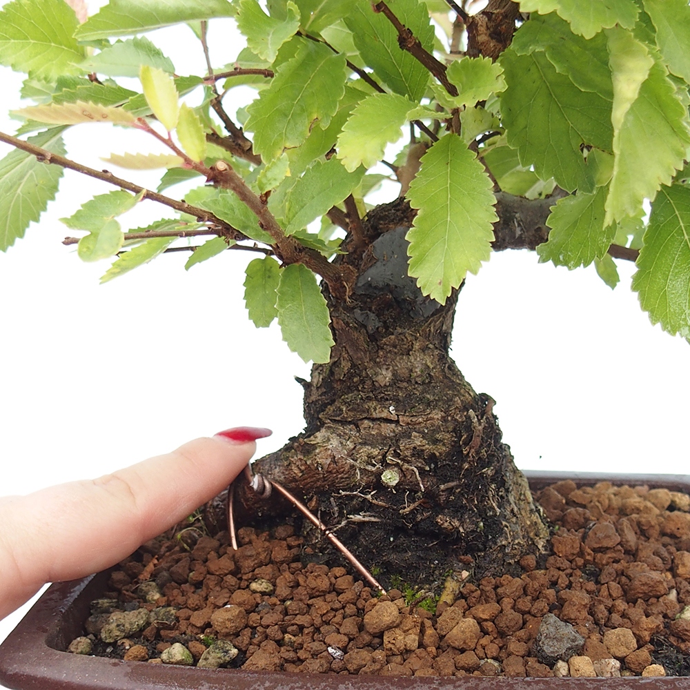 Bonsai de exterior - Zelkova - Zelkova NIRE