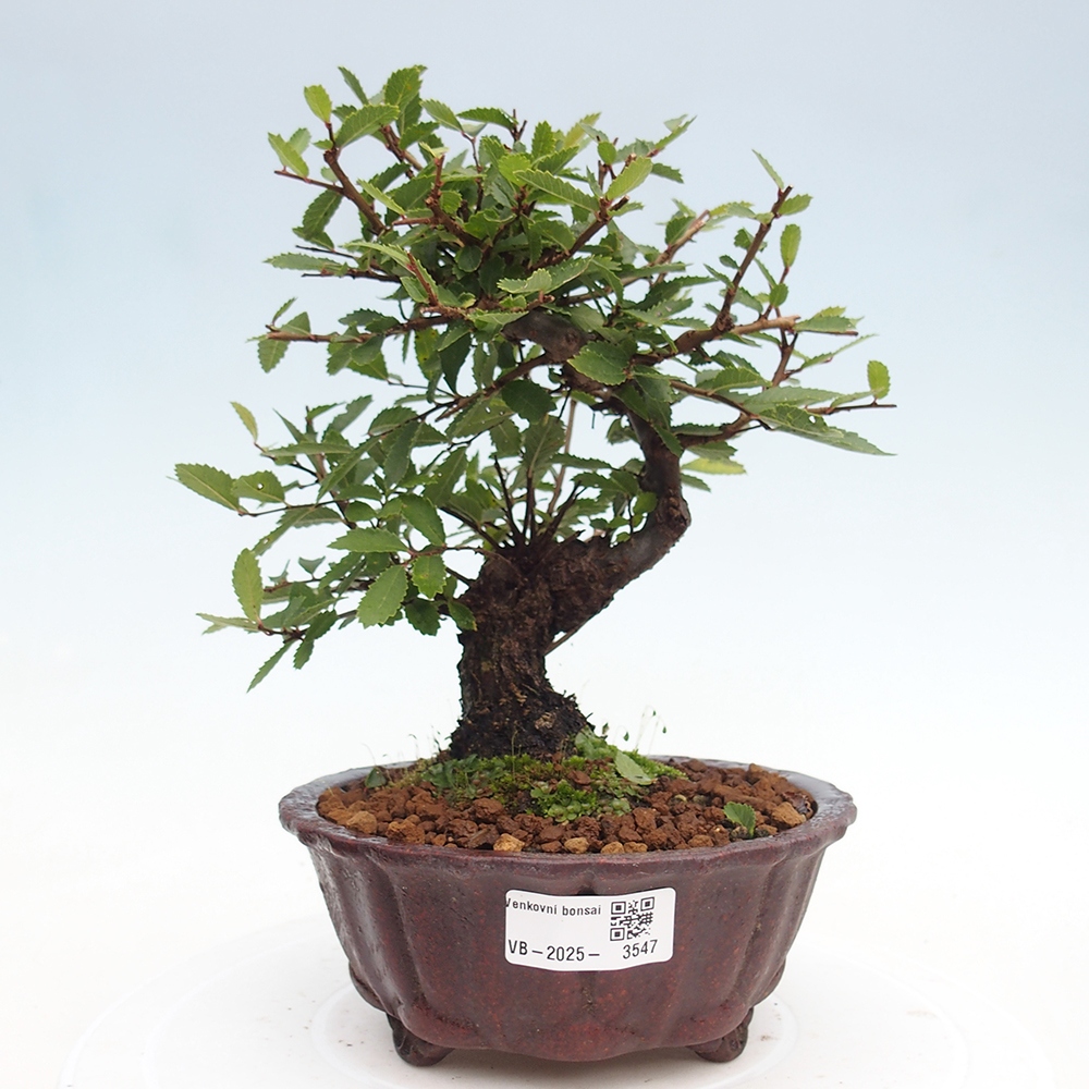 Bonsai de exterior - Zelkova - Zelkova NIRE