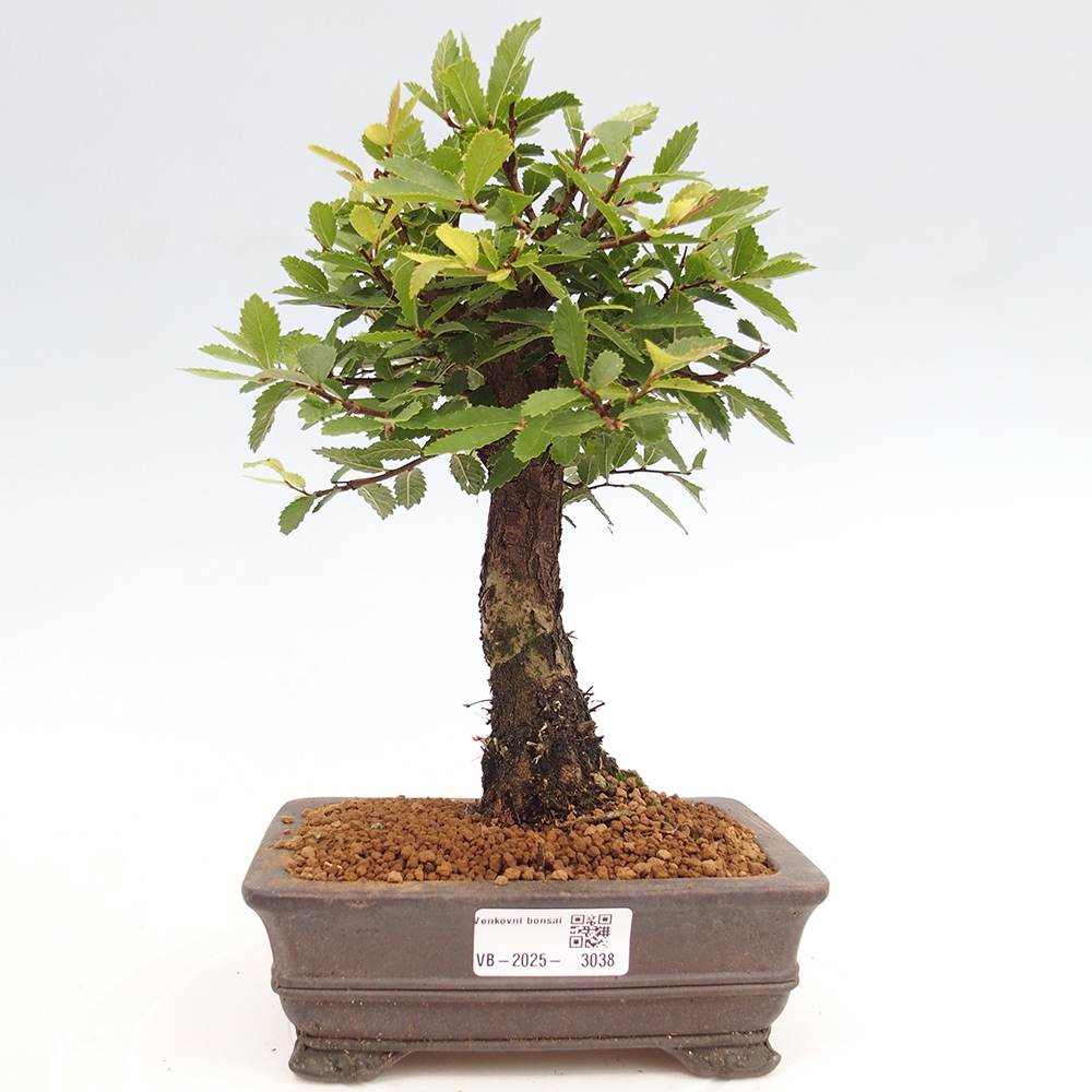 Bonsai de exterior - Zelkova - Zelkova NIRE