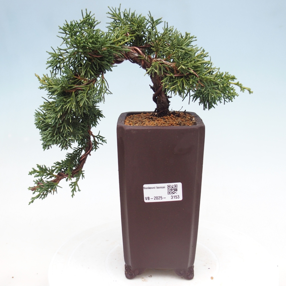 Bonsái de exterior - Juniperus chinensis Kishu