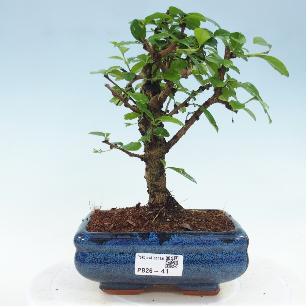 Bonsái de habitación - Carmona macrophylla - Tea fuki