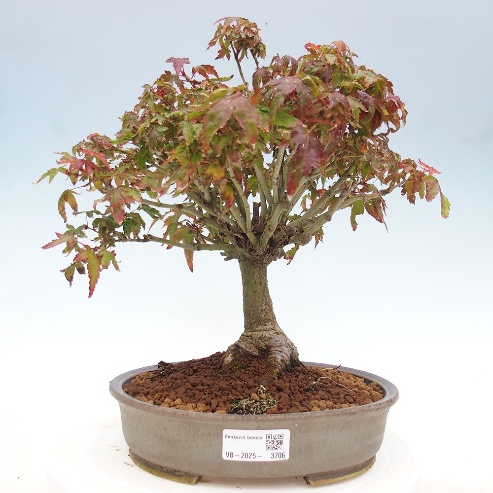 Acer palmatum KIOHIME - Arce palmito