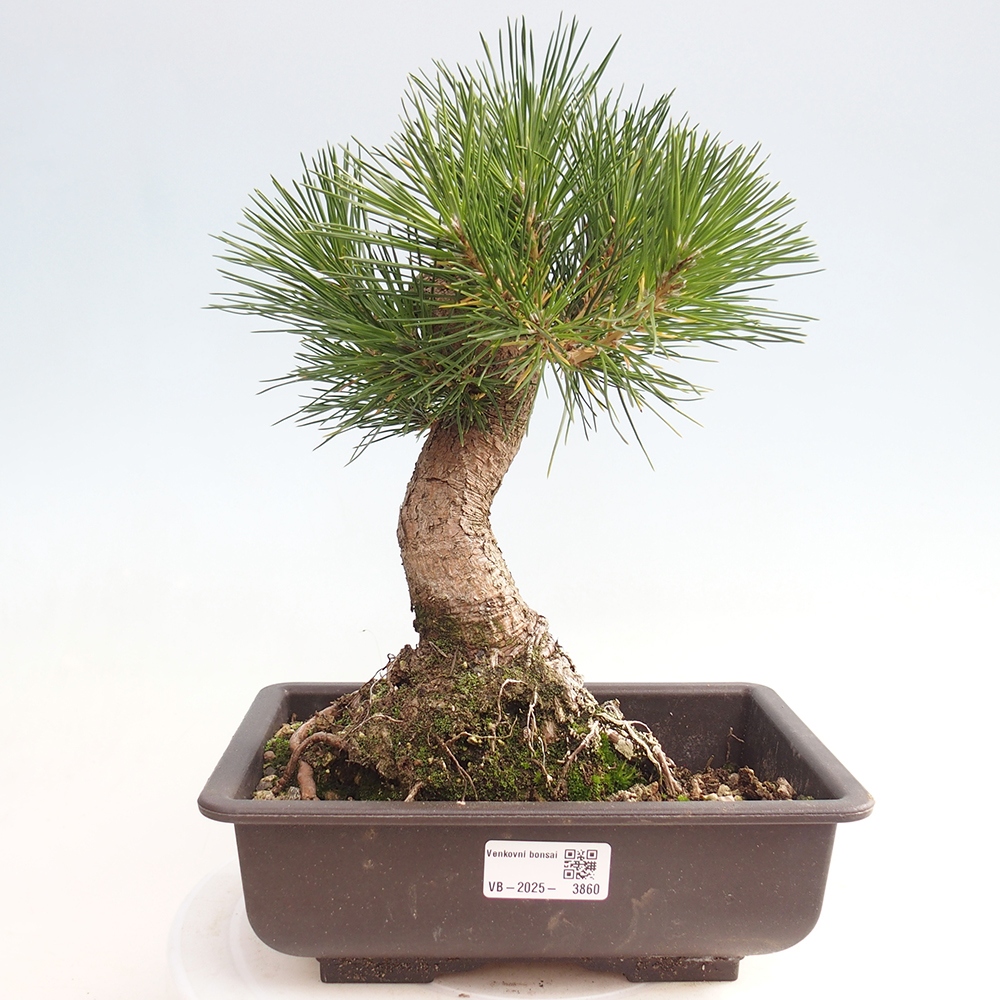 Bonsái de exterior - Pinus thunbergii - Pino Thunberg