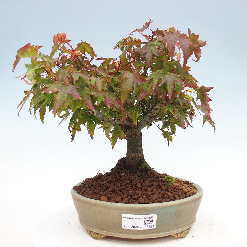Acer palmatum KIOHIME - Arce palmito