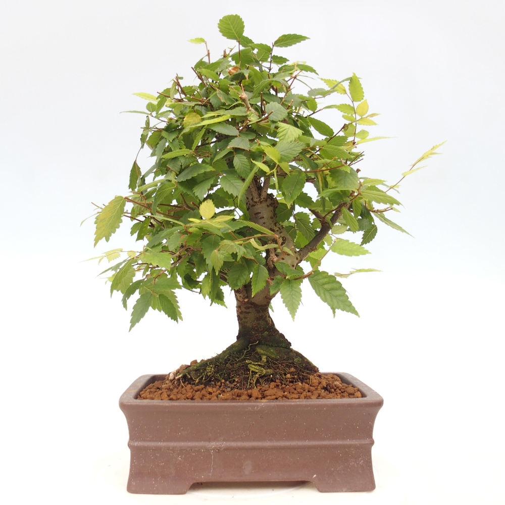 Bonsai de exterior - Zelkova - Zelkova NIRE