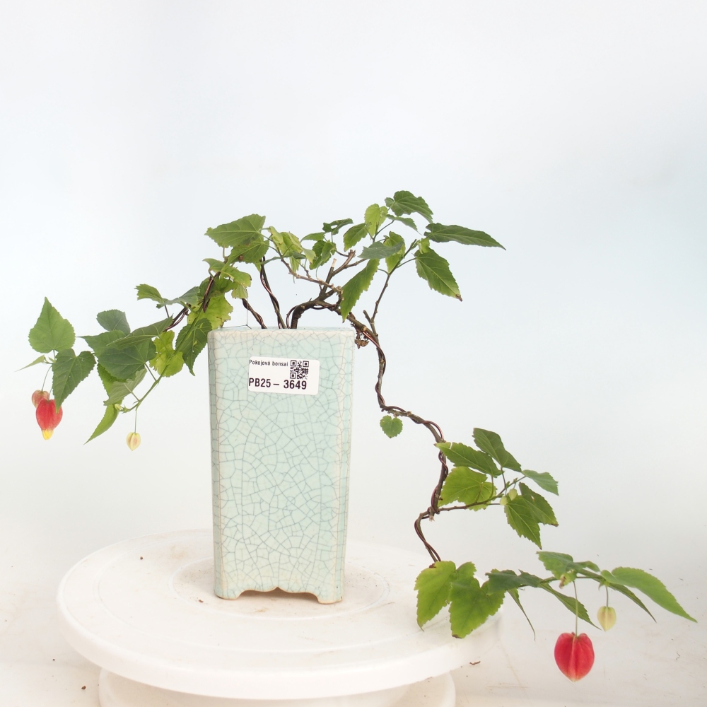 Bonsái de interior - Abutilon Big Bell - Cloudberry