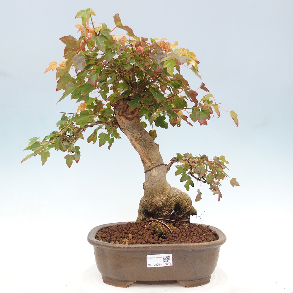 Bonsai de exterior - Acer Buergerianum - Arce hamburgués