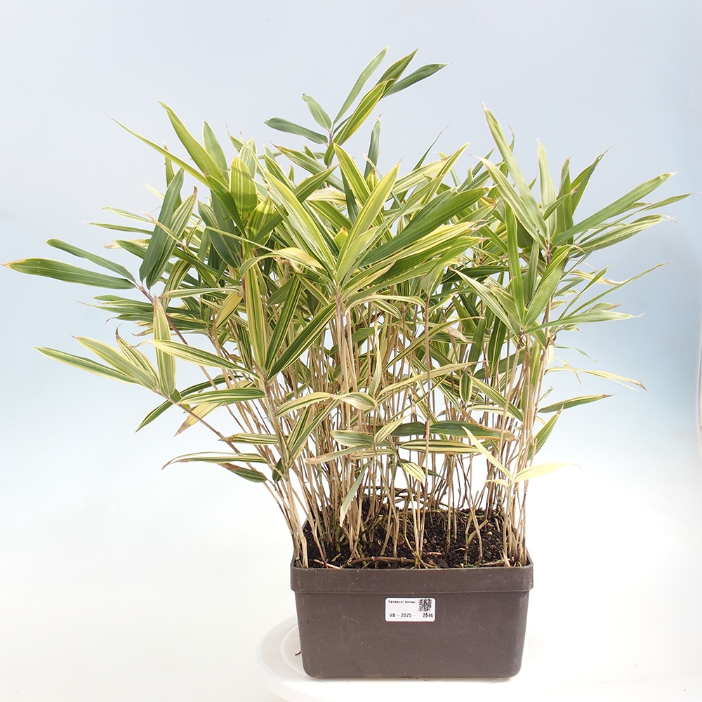 Bonsái de exterior - Sasaella masamuneana Albostriata - Bambú