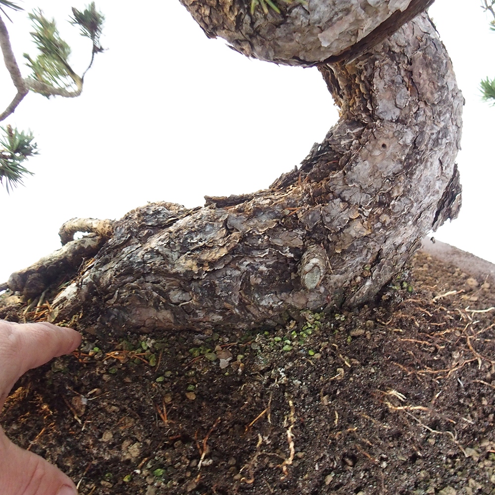 Yamadori - Pinus sylvestris España
