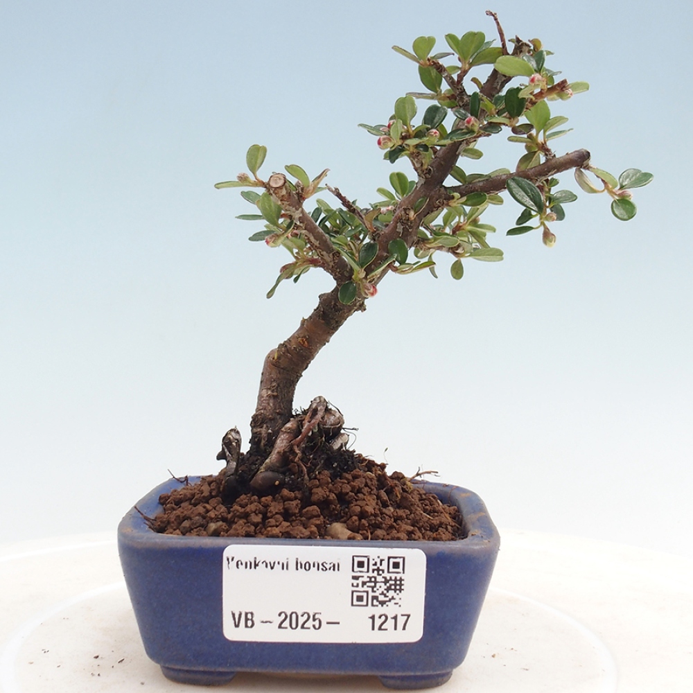 Bonsai de exterior - Cotoneaster horizontalis - Montañas Rocosas