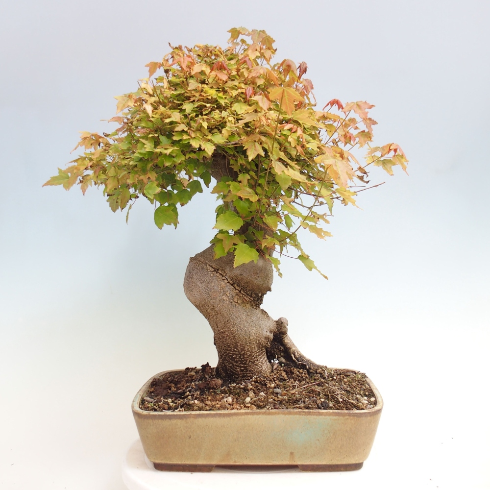 Bonsai de exterior - Acer Buergerianum - Arce hamburgués