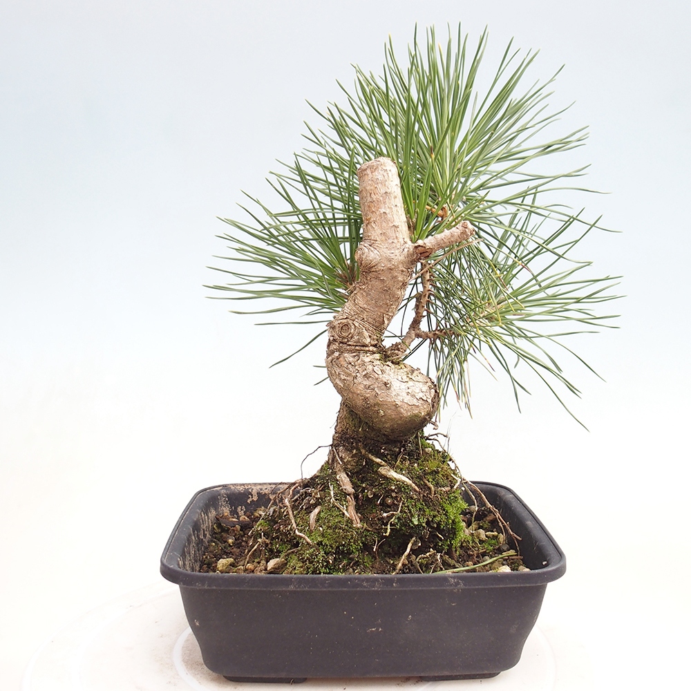 Bonsái de exterior - Pinus thunbergii - Pino Thunberg