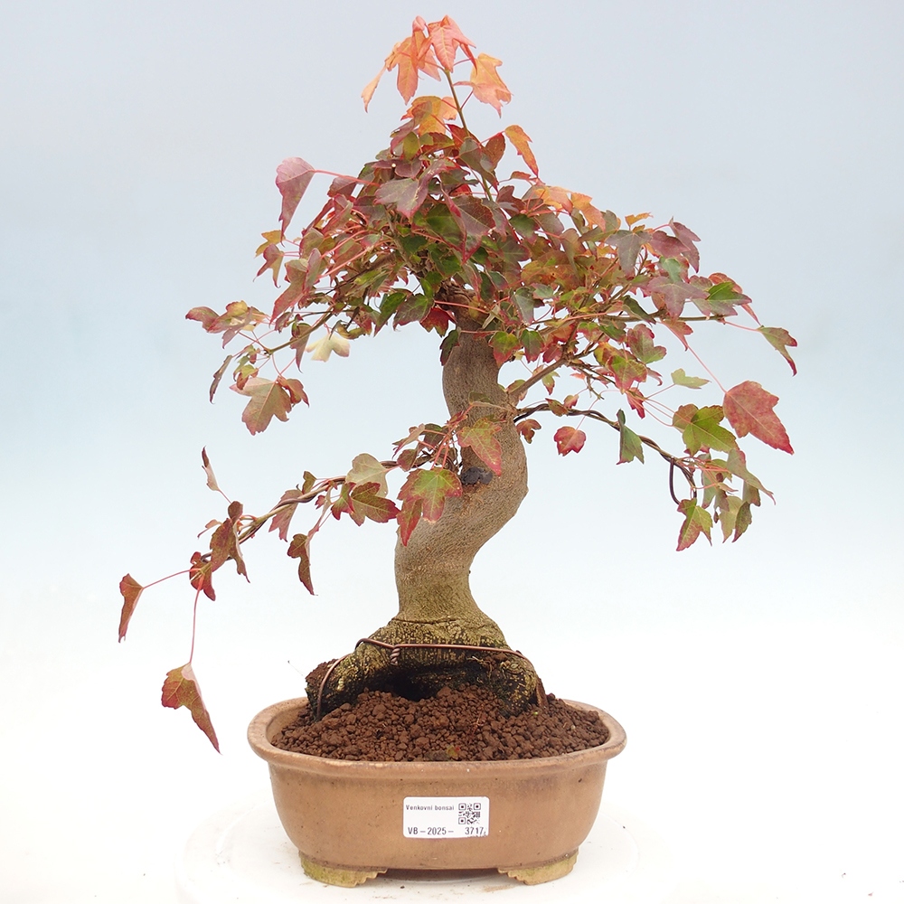 Bonsai de exterior - Acer Buergerianum - Arce hamburgués