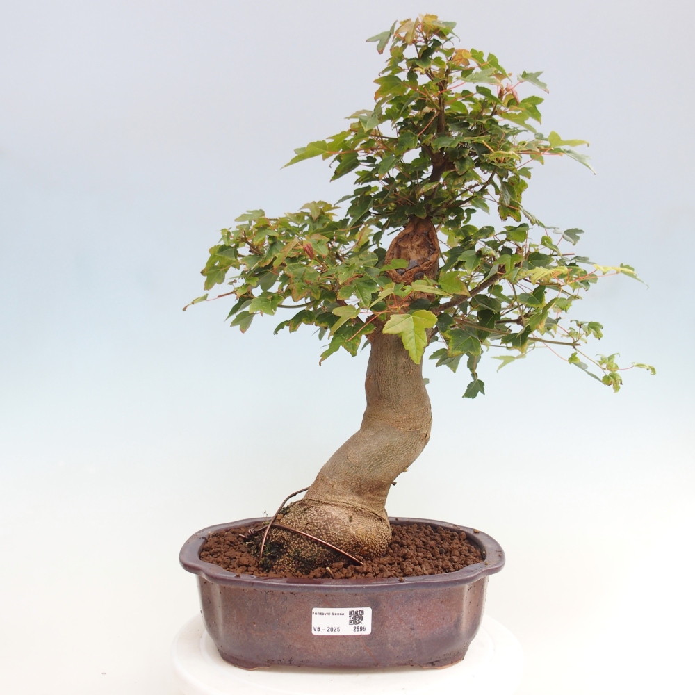 Bonsai de exterior - Acer Buergerianum - Arce hamburgués