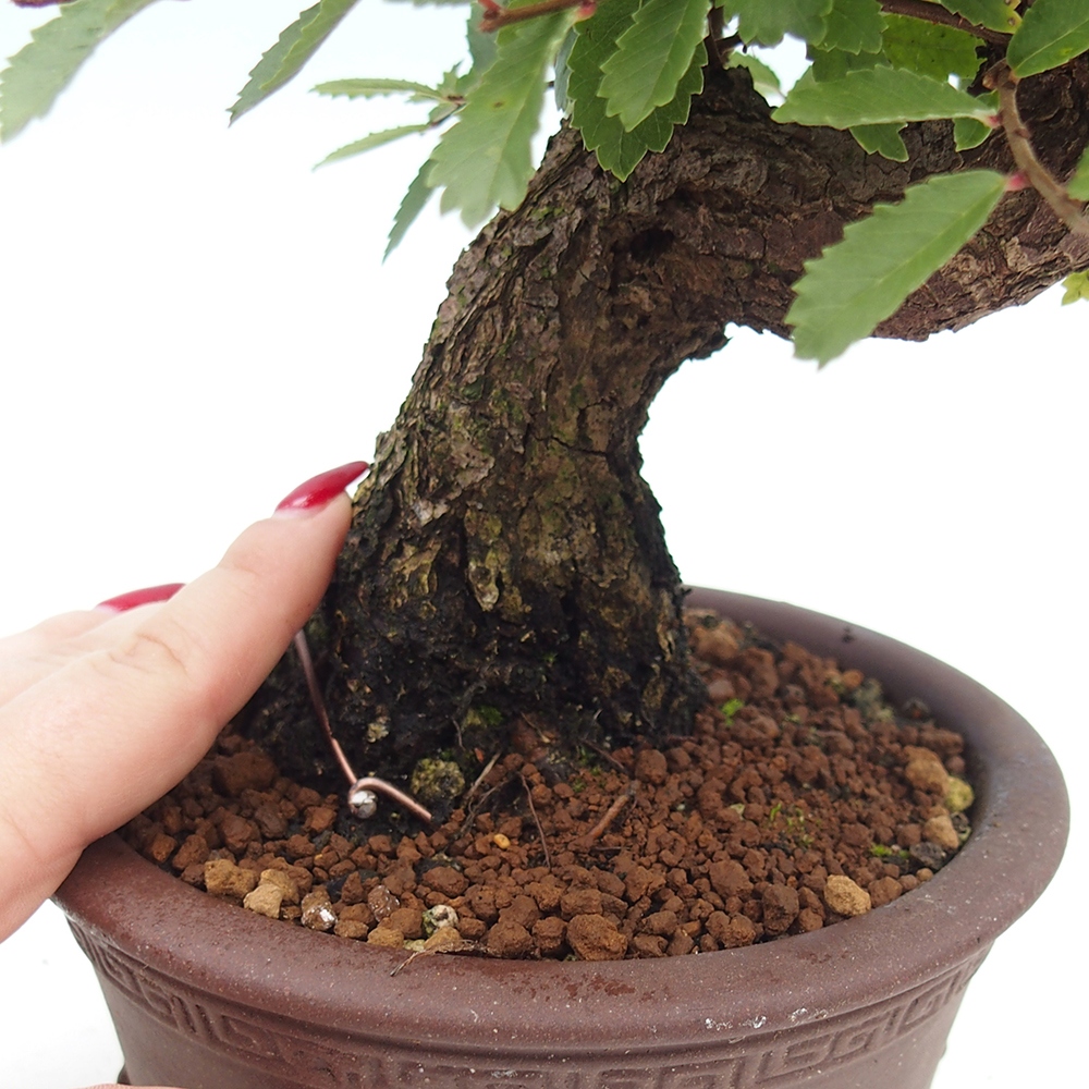 Bonsai de exterior - Zelkova - Zelkova NIRE