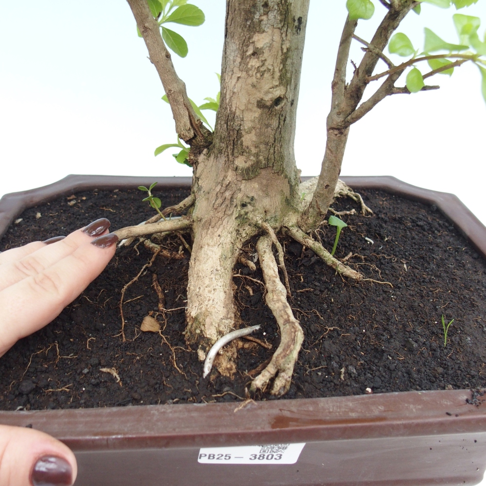 Bonsái de habitación - Duranta erecta Aurea