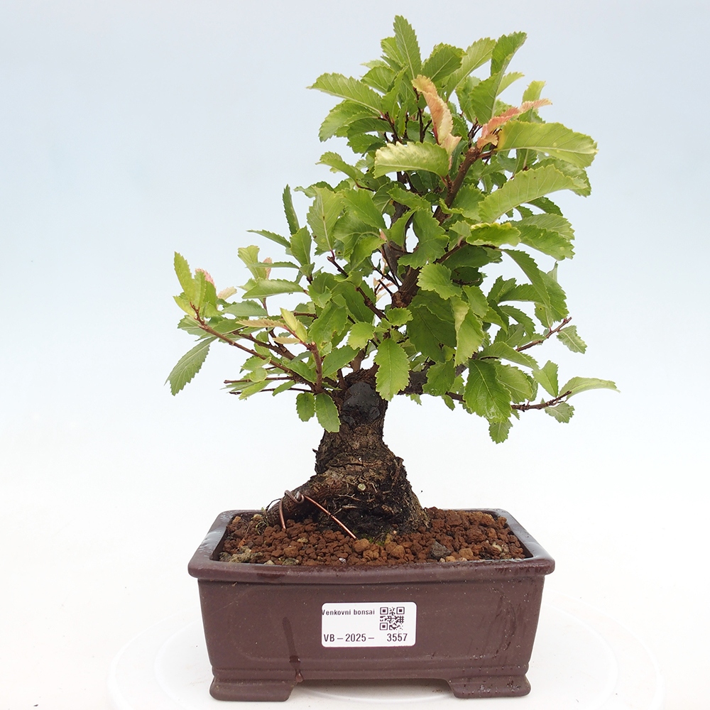 Bonsai de exterior - Zelkova - Zelkova NIRE