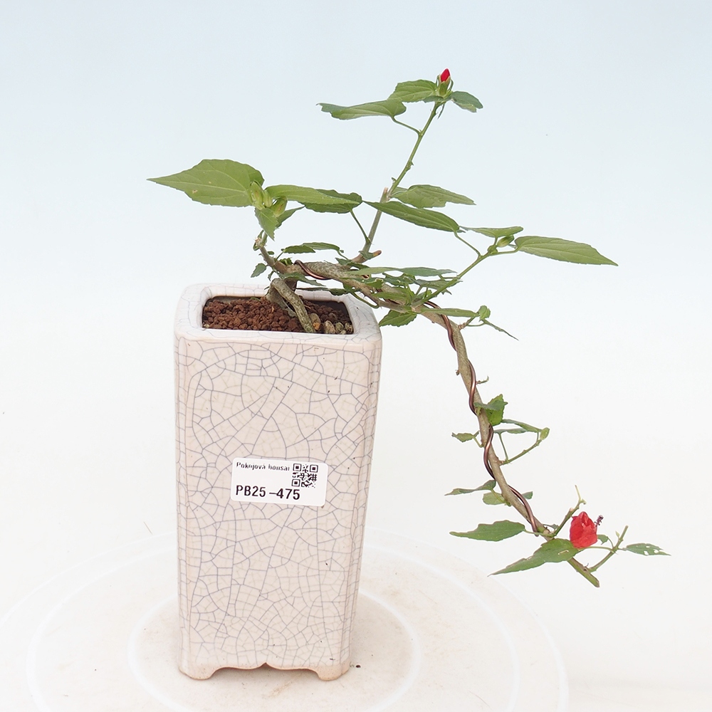 Bonsái de interior - Malvaviscus arboreus