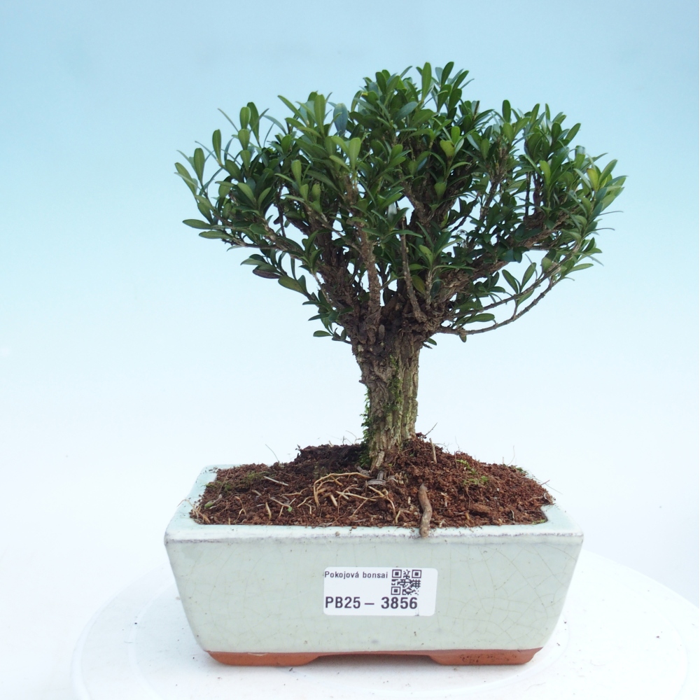 Bonsái de habitación - Buxus harlandii - buxus de corcho