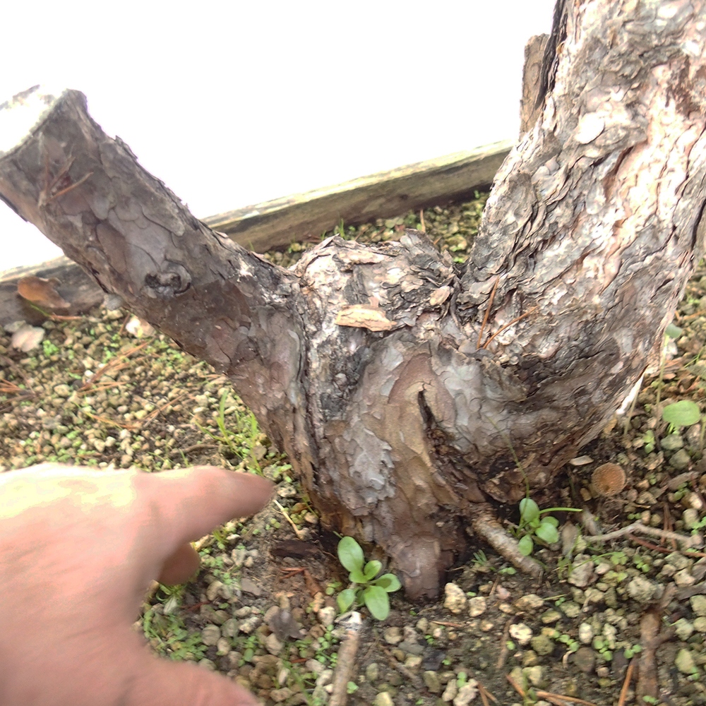 Yamadori - Pinus sylvestris España