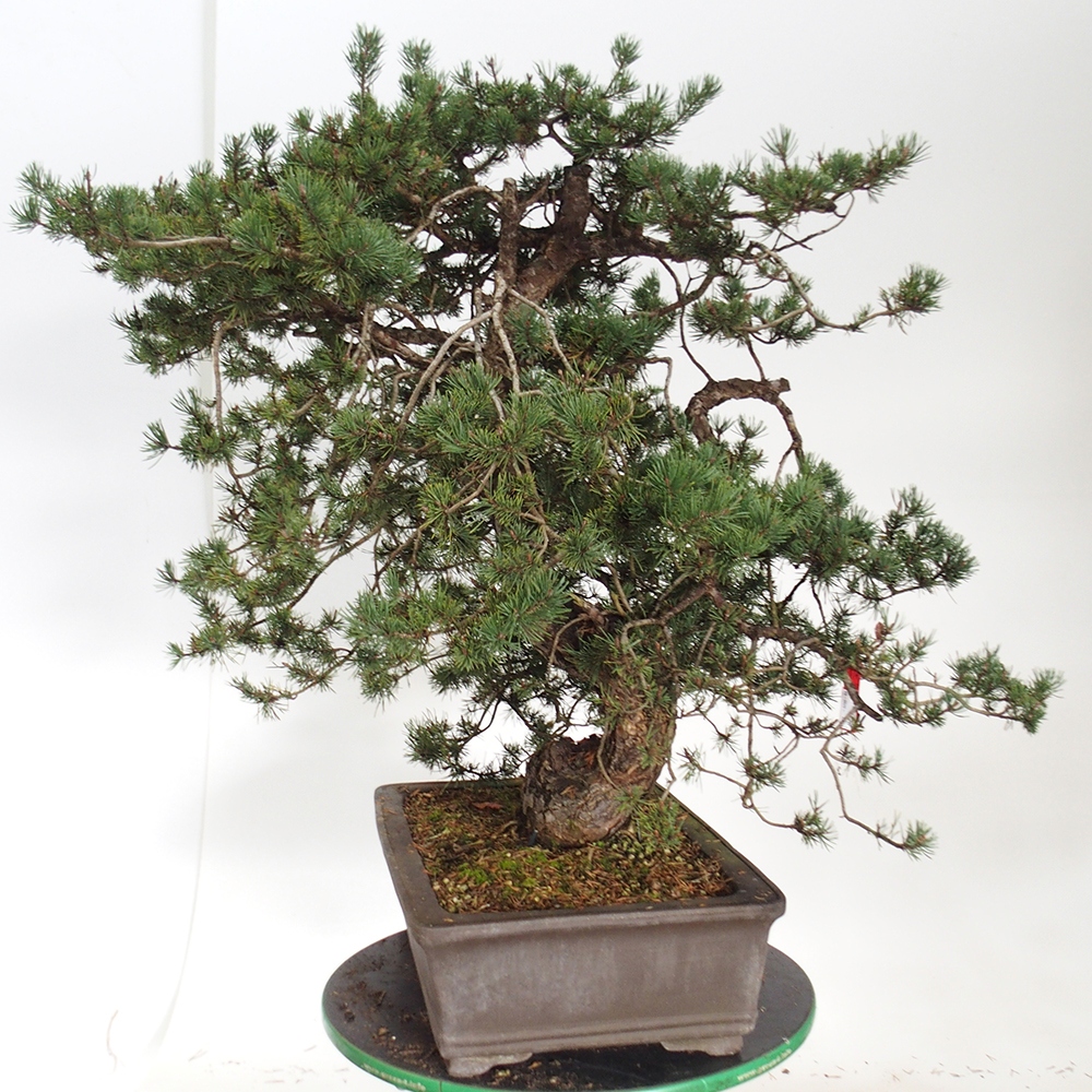 Yamadori - Pinus sylvestris España