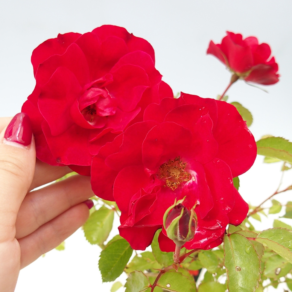 Bonsái de exterior - Rosa Kordes - rosa