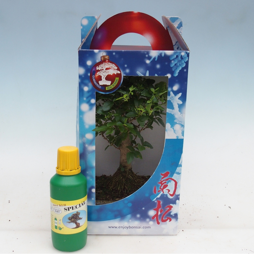 Bonsái de habitación en caja de regalo Ligustrum chinensis - Pico de pájaro