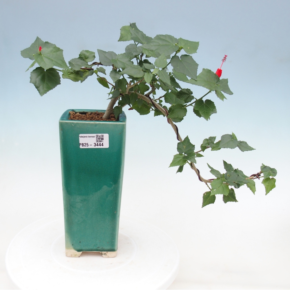 Bonsái de interior - Malvaviscus arboreus