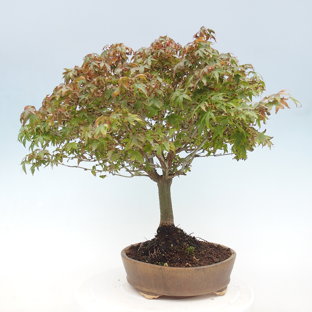 Acer palmatum KIOHIME - Arce palmito