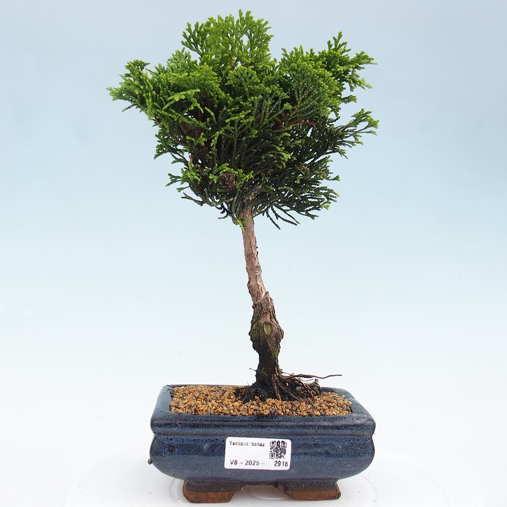 Bonsai de exterior - Cham.pis obtusa Nana Gracilis - Ciprés