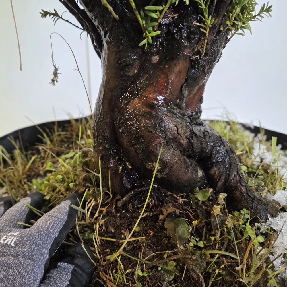 Tejo japonés bonsái de exterior - Taxus cuspidata