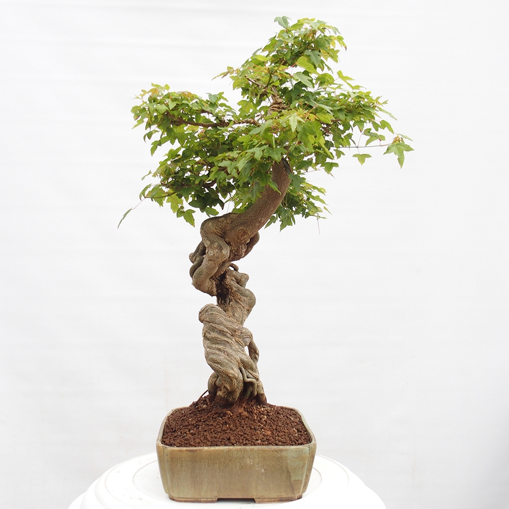 Bonsai de exterior - Acer Buergerianum - Arce hamburgués