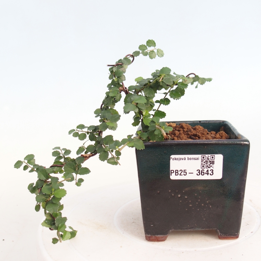 Bonsái de habitación - Grewia sp. - Grewia malafolia