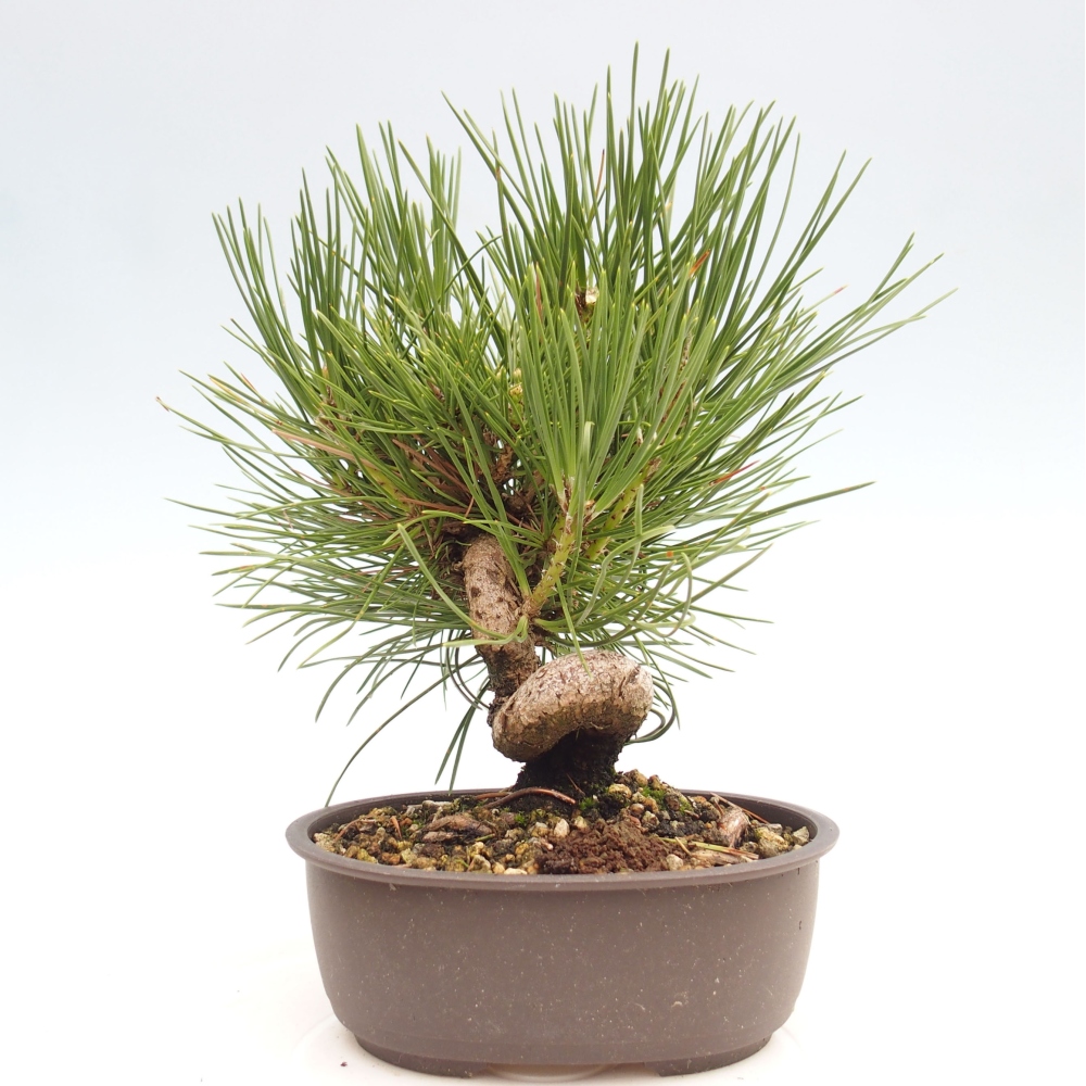 Bonsái de exterior - Pinus thunbergii - Pino Thunberg