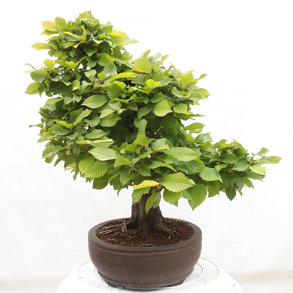 Bonsái de exterior - Carpe - Carpinus betulus