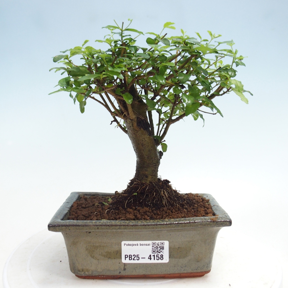 Bonsái de habitación -Ligustrum chinensis - Pico de pájaro