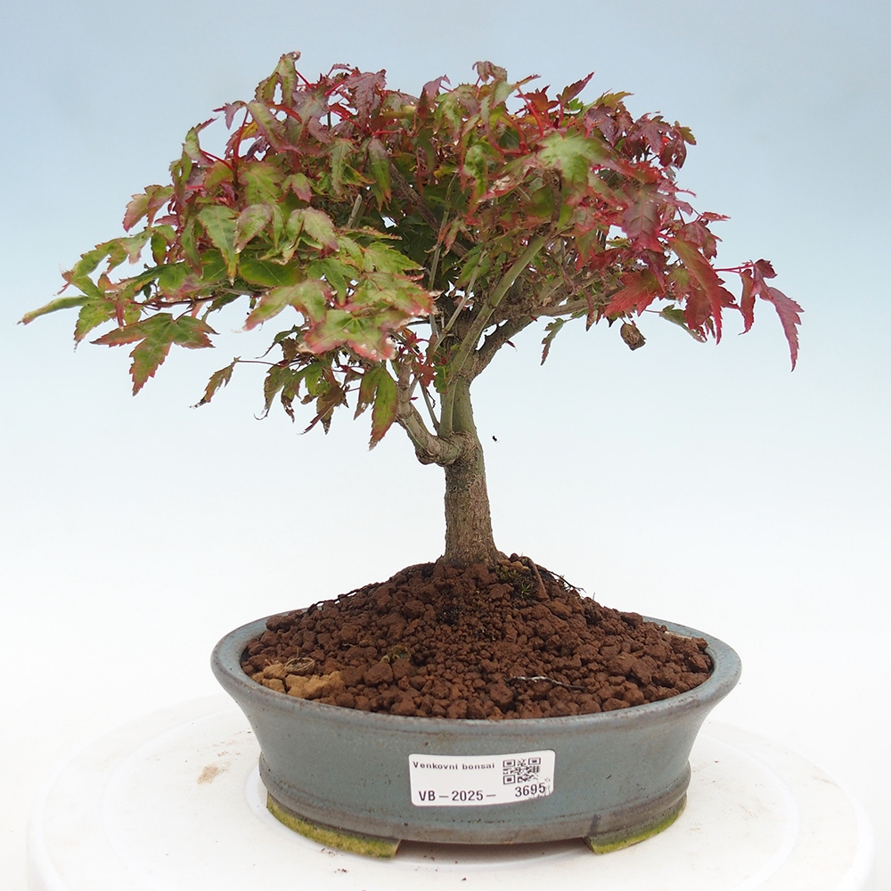 Acer palmatum KIOHIME - Arce palmito