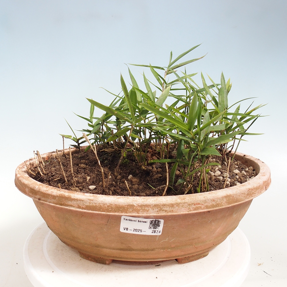 Bonsai de exterior - Pleioblastus argenteostriatus f.pumilus - Bambú enano