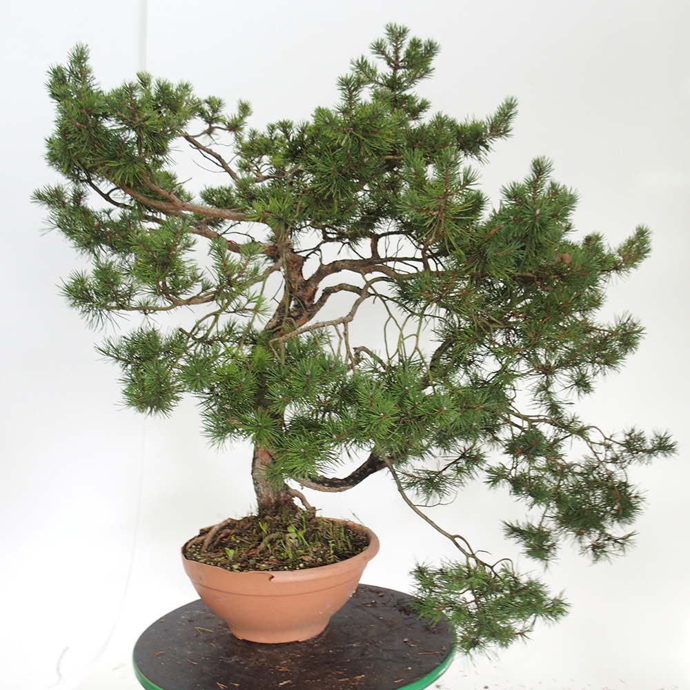 Yamadori - Pinus sylvestris España