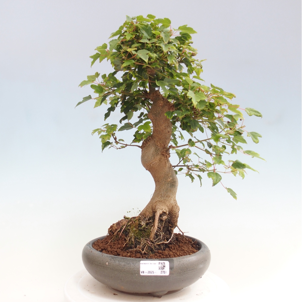 Bonsai de exterior - Acer Buergerianum - Arce hamburgués