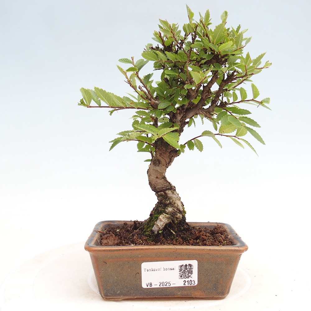 Bonsai de exterior - Zelkova - Zelkova NIRE