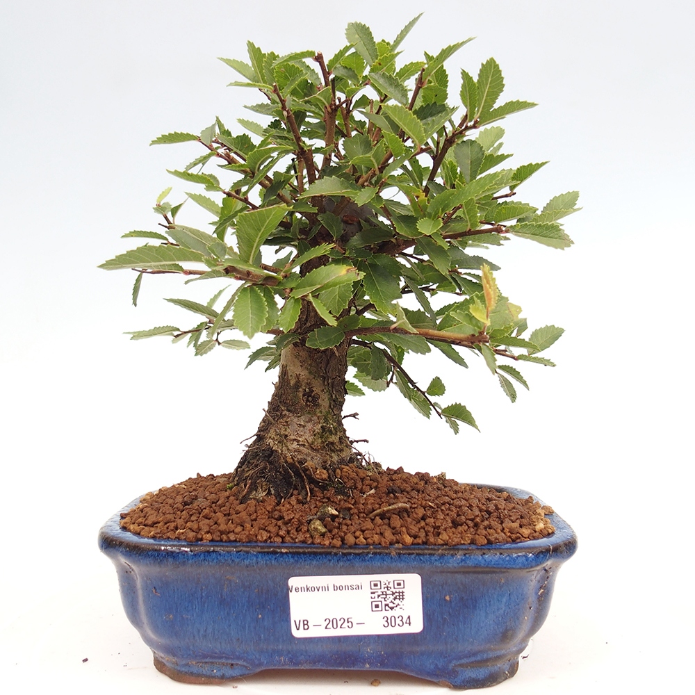 Bonsai de exterior - Zelkova - Zelkova NIRE