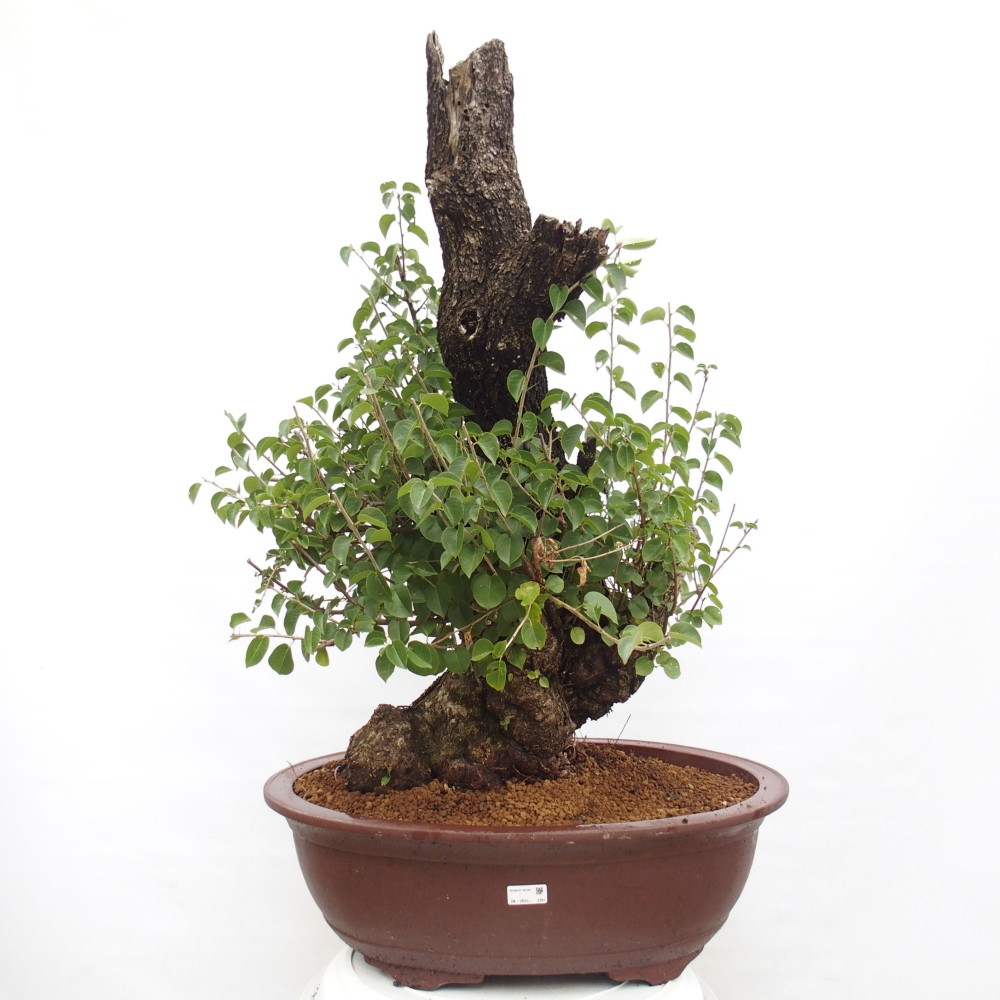 Bonsai de exterior - Mahalebka - Prunus mahaleb