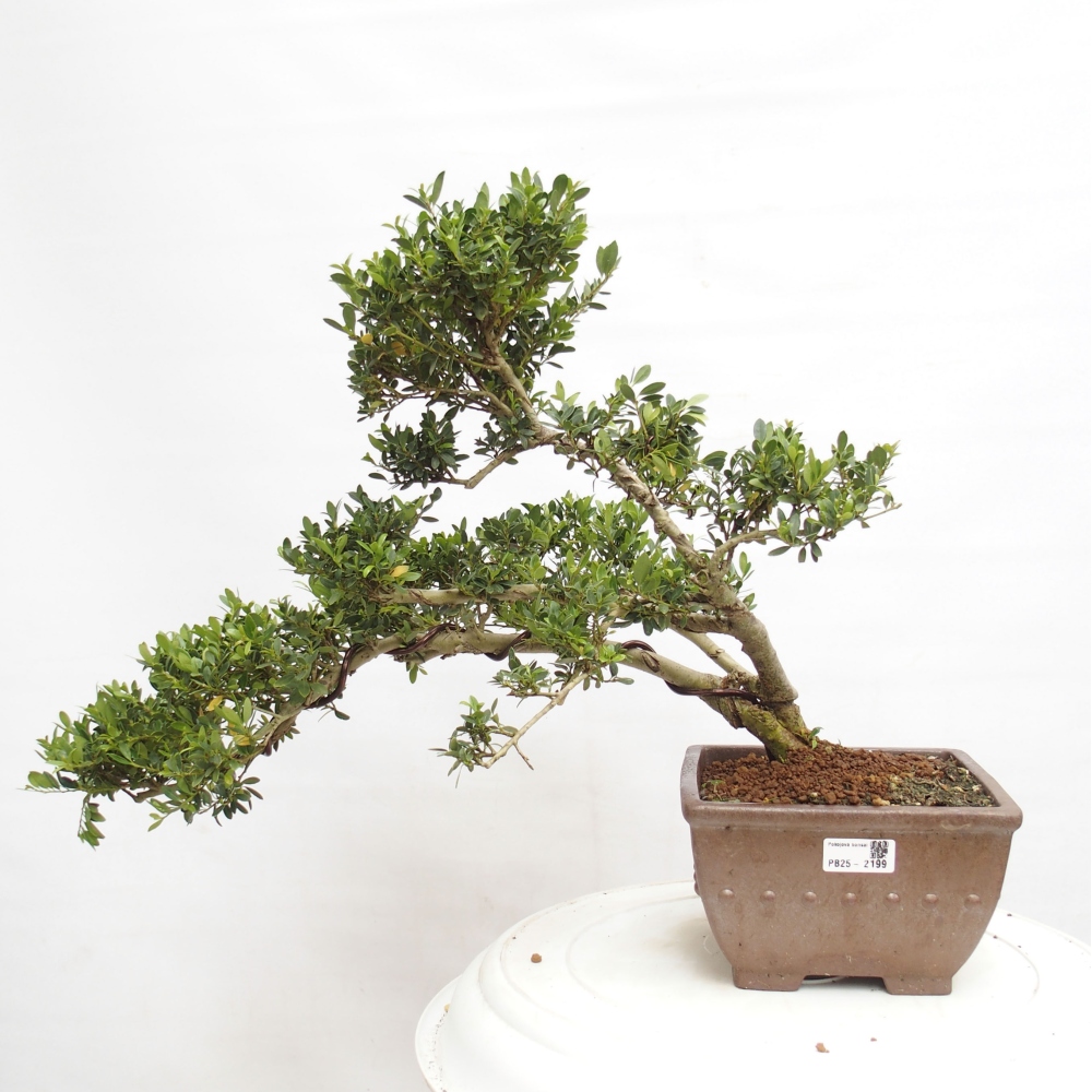 Bonsái de habitación - Ilex crenata - Acebo
