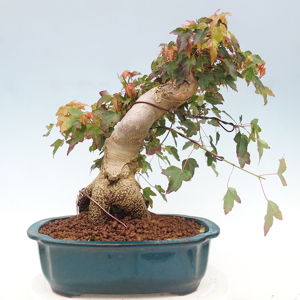 Bonsai de exterior - Acer Buergerianum - Arce hamburgués