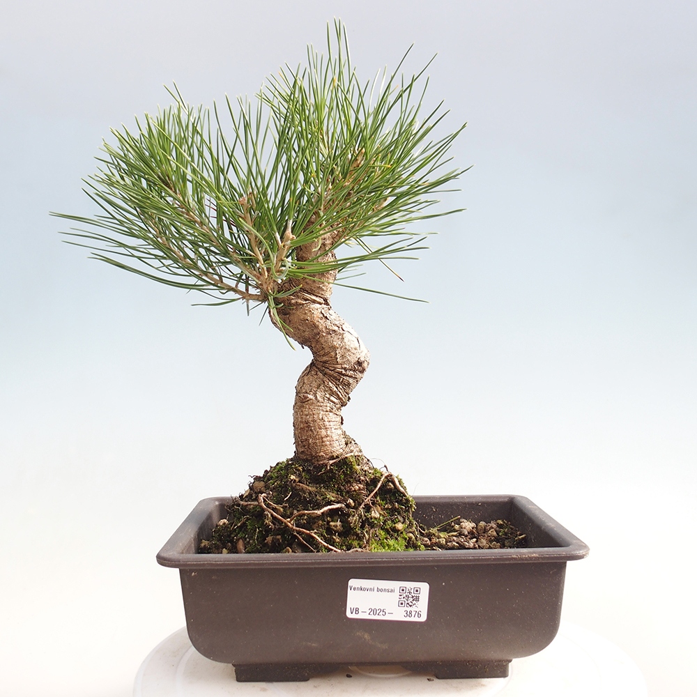 Bonsái de exterior - Pinus thunbergii - Pino Thunberg