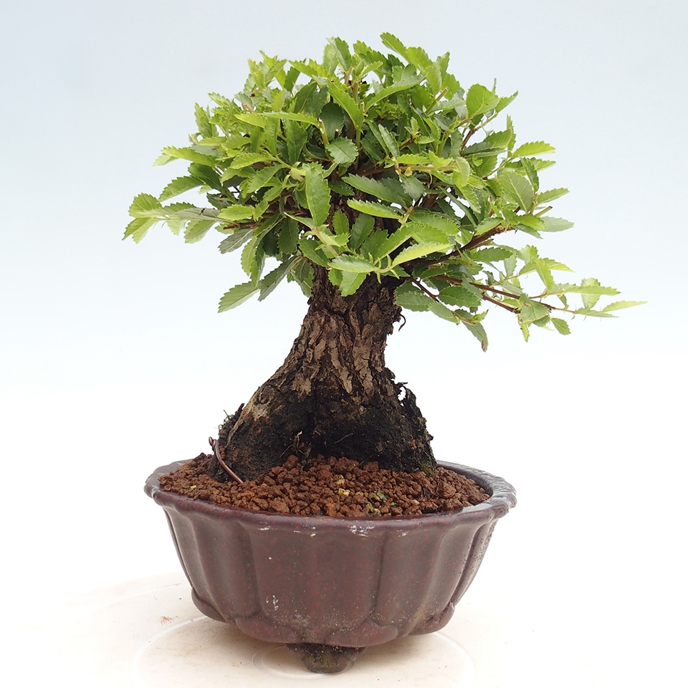 Bonsai de exterior - Zelkova - Zelkova NIRE