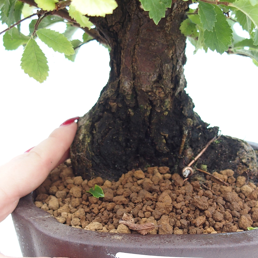 Bonsai de exterior - Zelkova - Zelkova NIRE